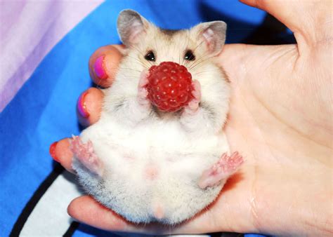 hamster nipples|Male VS Female Hamsters: How To Spot The Differences